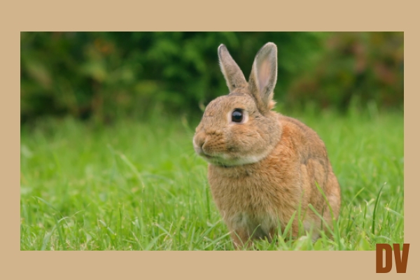 Kaninchen