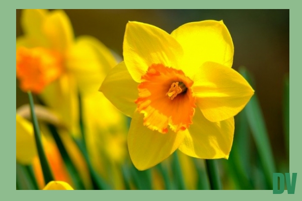 Narzisse