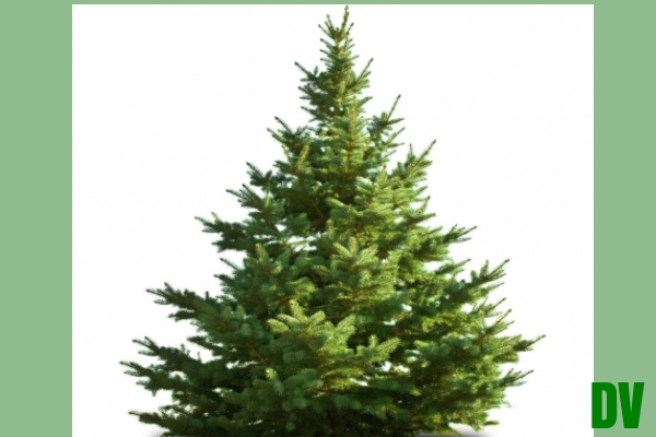 Tannenbaum
